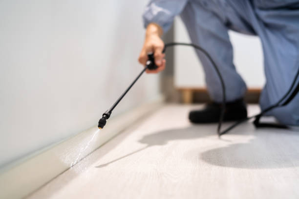 Licensed Termite Control service in Hamburg, AR - Nex Pest Control