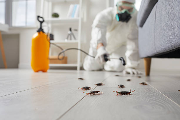 Affordable Termite Control solutions in Hamburg, AR
